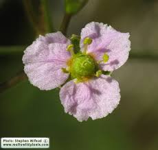 Attēlu rezultāti vaicājumam “Alisma plantago-aquatica flower”
