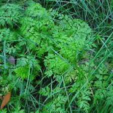 Attēlu rezultāti vaicājumam “Anthriscus sylvestris leaf”