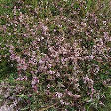 Attēlu rezultāti vaicājumam “Cuscuta epithymum subsp. trifolii”