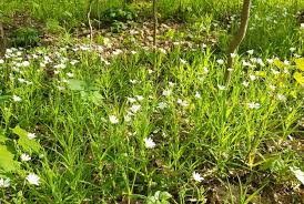 Attēlu rezultāti vaicājumam “Stellaria palustris”