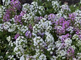 Attēlu rezultāti vaicājumam “Alyssum gmelinii”