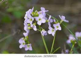 Attēlu rezultāti vaicājumam “Cardamine pratensis”