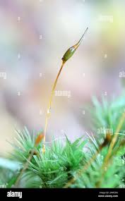 Attēlu rezultāti vaicājumam “Dicranum scoparium sporophyte”