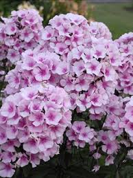Image result for Phlox paniculata `Bright Eyes`