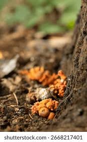 Attēlu rezultāti vaicājumam “Podostroma leucopus”