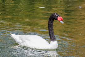 Attēlu rezultāti vaicājumam “Cygnus cygnus adult”