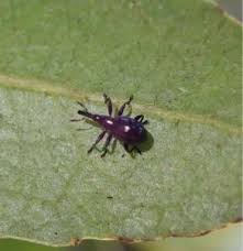 Attēlu rezultāti vaicājumam “Apionidae”