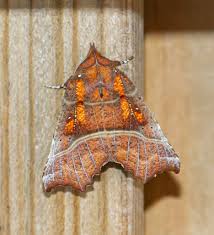 Attēlu rezultāti vaicājumam “Scoliopteryx libatrix”