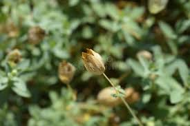 Attēlu rezultāti vaicājumam “Silene viscaria bud”