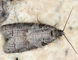 Attēlu rezultāti vaicājumam “Eana incanana”