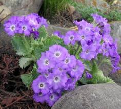 Attēlu rezultāti vaicājumam “Primula x margotae”