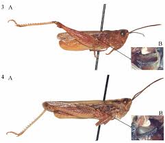Attēlu rezultāti vaicājumam “Chortippus sp.”