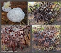 Attēlu rezultāti vaicājumam “Stemonitopsis aequalis var. microspora stalked”