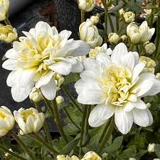 Attēlu rezultāti vaicājumam “Saxifraga granulata flower”