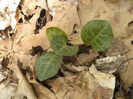 Attēlu rezultāti vaicājumam “Pyrola rotundifolia leaf”
