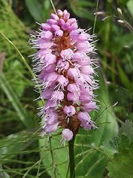 Attēlu rezultāti vaicājumam “Bistorta major fruit”