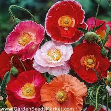 Attēlu rezultāti vaicājumam “Papaver rhoeas flower”