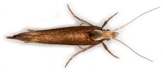 Attēlu rezultāti vaicājumam “Ypsolopha parenthesella”