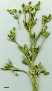 Attēlu rezultāti vaicājumam “Ranunculus sceleratus fruit”