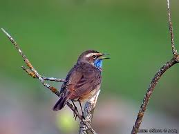 Attēlu rezultāti vaicājumam “Luscinia svecica adult”