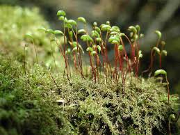 Attēlu rezultāti vaicājumam “Hygroamblystegium tenax”