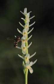 Attēlu rezultāti vaicājumam “Trichia longipalpis sessile”