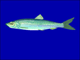 Image result for Clupea harengus