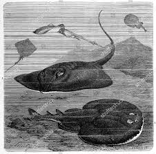 Image result for Dipturus batis