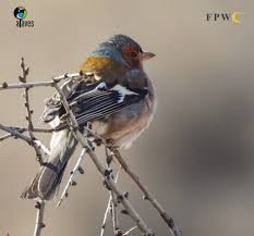 Attēlu rezultāti vaicājumam “Fringilla coelebs nest”