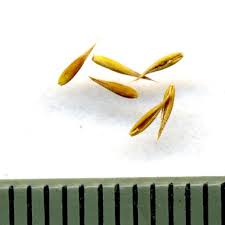 Attēlu rezultāti vaicājumam “Cynosurus cristatus fruit”