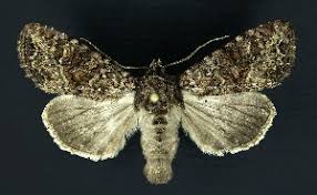 Attēlu rezultāti vaicājumam “Apamea remissa”