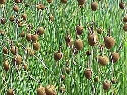 Image result for Rohrkolben