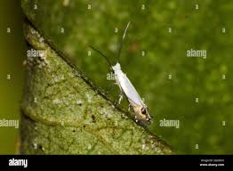 Attēlu rezultāti vaicājumam “Lyonetiidae”