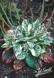 Attēlu rezultāti vaicājumam “Plantago major”