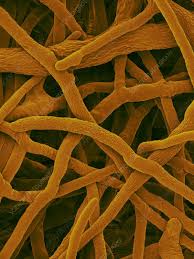 Attēlu rezultāti vaicājumam “Irpex lacteus”