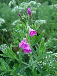 Attēlu rezultāti vaicājumam “Epilobium hirsutum”