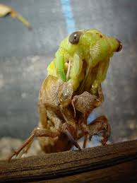 Attēlu rezultāti vaicājumam “exuvia”