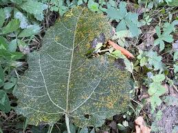 Attēlu rezultāti vaicājumam “Melampsora magnusiana”