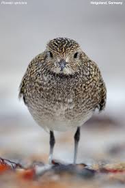 Attēlu rezultāti vaicājumam “Pluvialis apricaria”