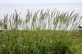 Attēlu rezultāti vaicājumam “Elytrigia repens”