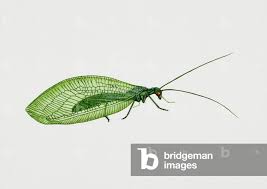 Attēlu rezultāti vaicājumam “Chrysopidae”