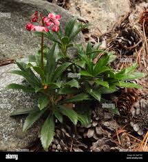 Attēlu rezultāti vaicājumam “Chimaphila umbellata leaf”
