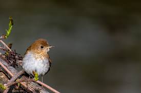 Image result for Catharus fuscescens