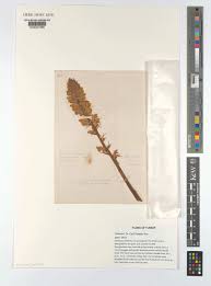 Attēlu rezultāti vaicājumam “Orobanche elatior”