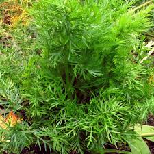 Attēlu rezultāti vaicājumam “Carum carvi flower”