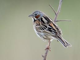 Image result for Emberiza fucata