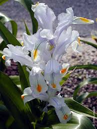 Attēlu rezultāti vaicājumam “Iris rosenbachiana flower”