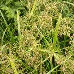 Attēlu rezultāti vaicājumam “Scirpus sylvaticus flower”