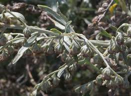 Attēlu rezultāti vaicājumam “Macrosiphoniella absinthii”