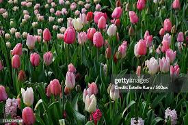 Attēlu rezultāti vaicājumam “Tulipa gesneriana”